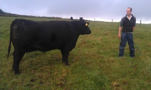 Read more about the article Gene Ireland Bull Breeder of the week – Eustace Burke, Ballyginnane, Carrigaline, Co Cork