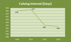 Read more about the article Suckler herd fertility showing steady improvement, but still a way to go.