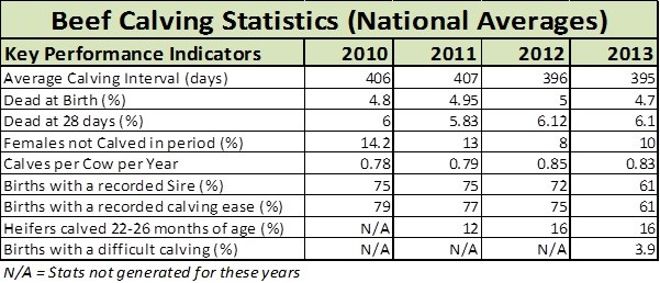 beef calving stats