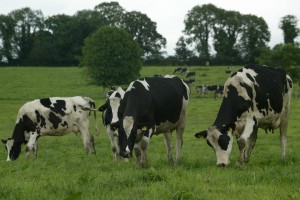 Read more about the article New Dairy Cow Production Index Under Development