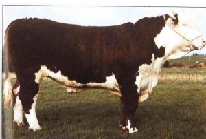 Read more about the article Bull of the week – CKVX – CH 3223 Visa ET 57X