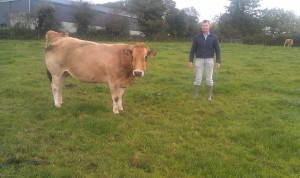 Read more about the article Gene Ireland Bull Breeder of the week – Dermot O’Brien, Keelties, Firies, Killarney, Co.Kerry