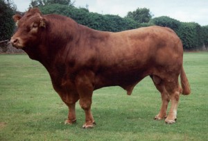Read more about the article Bull of the week – LTG – Luttrelstown Gaynor