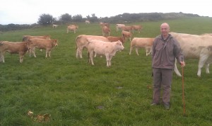 Read more about the article Gene Ireland Bull Breeder of the week – Sean Galvin, Sleaveen West, Macroom, Co.Cork