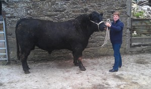 Read more about the article Gene Ireland Bull Breeder of the week – Ben & Elaine Ryall, Fellfort, Watergrasshill, Co. Cork