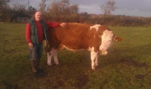 Read more about the article Gene Ireland Bull Breeder of the week – William O’Halloran, Chamberlainstown, Cahir, Co.Tipperary