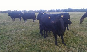 Cows in the Ashtown Herd