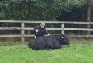 Read more about the article Gene Ireland Bull Breeder of the week – Jim Shanahan, Ashtown, Kilmacthomas, Co.Waterford