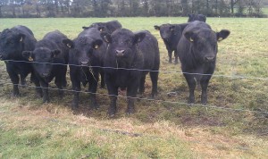 Young Angus Bulls in the Ryall herd.