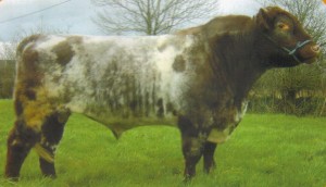 Read more about the article Bull of the week – Kilfrush Vantage 7th