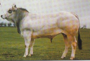 Read more about the article Bull of the week – Enfield Notu