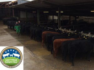 Read more about the article Angus Bull Breeder to hold first fully stamped sale!