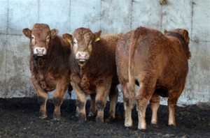 Read more about the article Gene Ireland Bulls for Sale in Tully