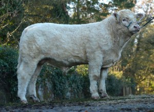 Read more about the article Are you interested in buying a top Gene Ireland AI bull?