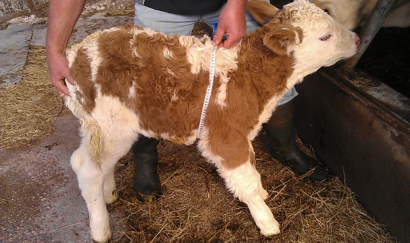 Pic 2: The chest girth being measured on a new-born calf.