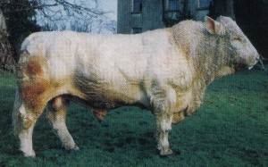 Read more about the article Featured Bull – Farmleigh Ulick