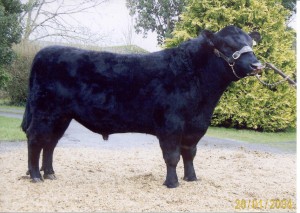 Read more about the article Featured Bull – Liss Mirt C 476