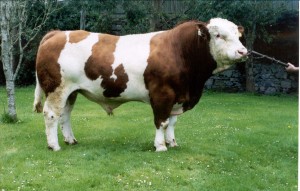 Read more about the article Featured Bull – Marbelhill Liam