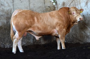 Read more about the article Gene Ireland Progeny Performance – SGA (Scaughmolin G Mail)