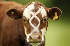 helix cow