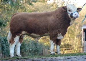 Read more about the article Do you want to buy a Gene Ireland AI bull?
