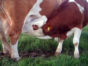 suckling beef calf