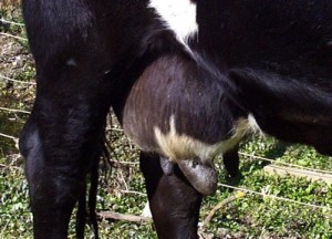 A swollen udder on a mastitic cow