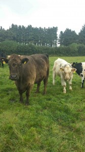 Angus Ploughing Cow and calf