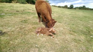 Read more about the article HerdPlus Beef Calving Reports