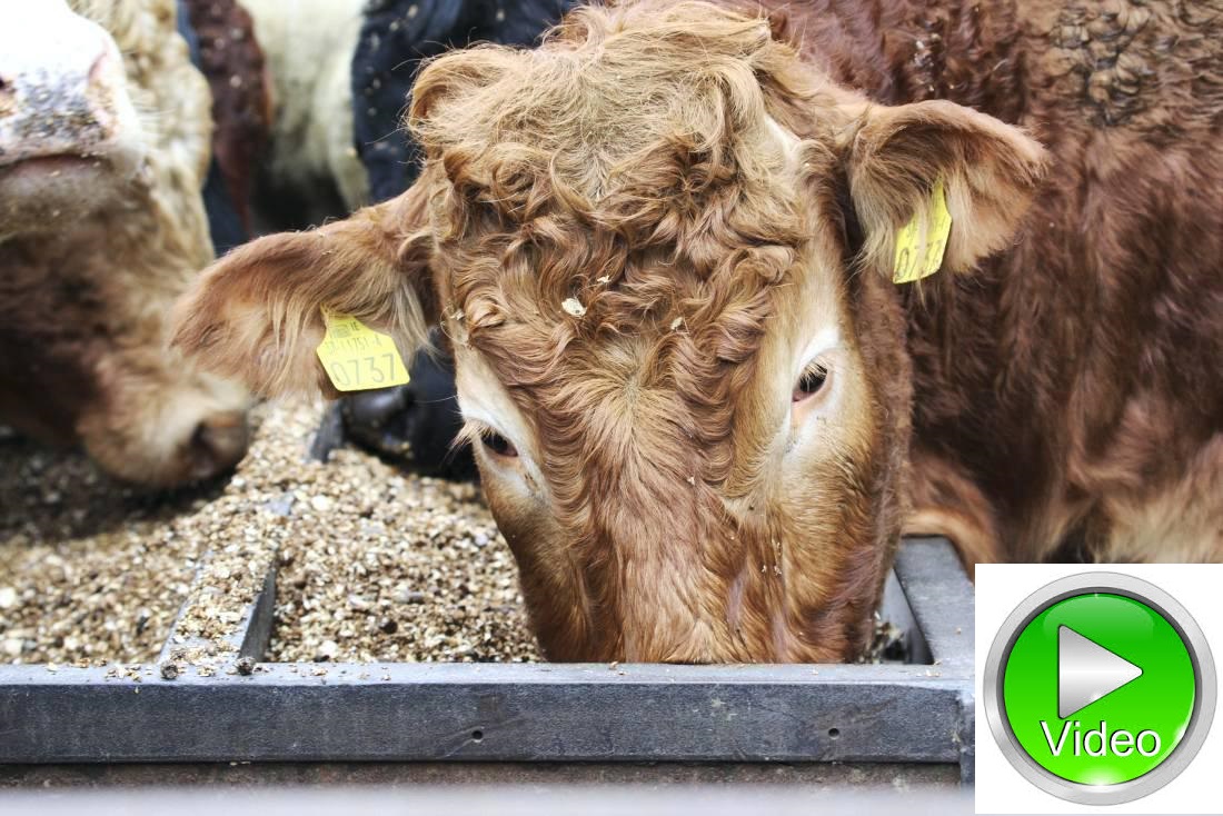 Livestream Icar Interbeef Genomics Workshop Icbf