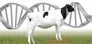 Genomic Selection is working on Dairy Farms