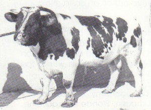 Read more about the article Featured Bull – Dora 176’s Bout