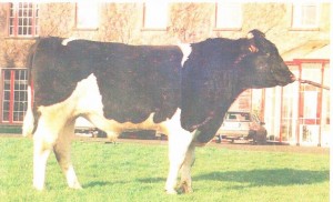 Read more about the article Featured Bull – Gornal Barney
