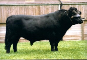 Read more about the article Featured Bull – Moomin Macduff