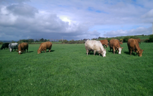 Read more about the article Gene Ireland Beef