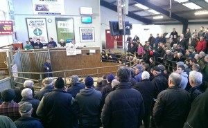 High Euro-Star Replacement Heifer Sale