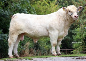 Read more about the article Gene Ireland Focus – Progeny Performance: Dereskit Invincible (DBF)
