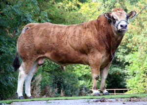 Read more about the article Beef Gene Ireland Progeny – Kyle Herd Ivan ZKY