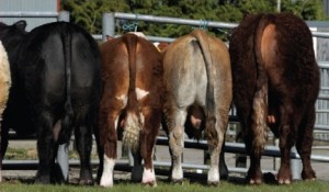 Read more about the article Health Management Advice for Young Beef Bulls