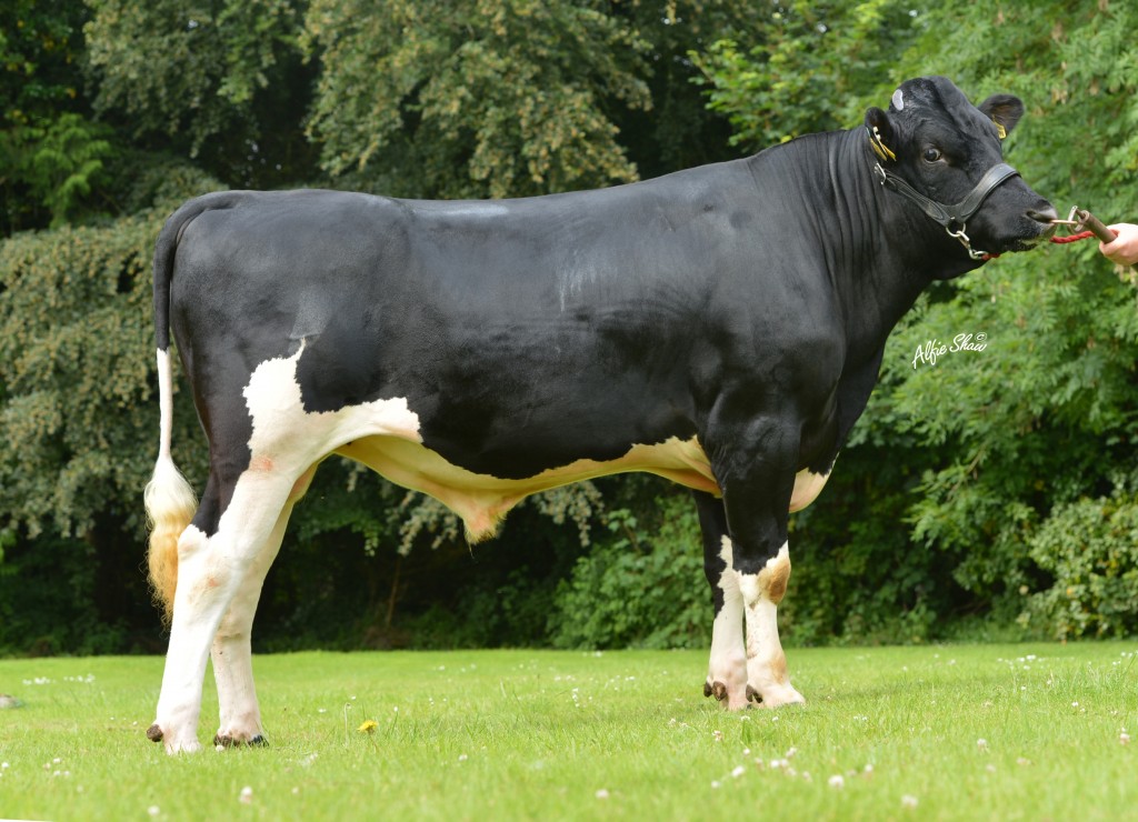 Dairy Active Bull List Spring 2015 ICBF