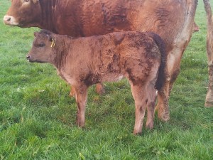 2015 Beef Gene Ireland calves!