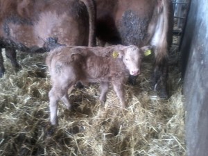 Read more about the article First Gene Ireland Maternal Beef Calves arriving!