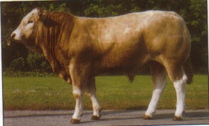 Read more about the article Featured Bull – Kilboy Frank