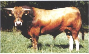 Read more about the article Featured Bull – Turin