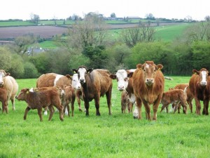 Read more about the article Beef Euro-Stars Working a Treat for Co. Longford Suckler Farmer