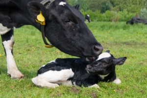 Read more about the article ICBF Calving Survey