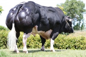 Read more about the article Video – Adajio De Bray AJY Progeny