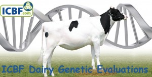 Read more about the article Dairy AI Bull Evalutions