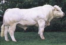 Read more about the article Livarot