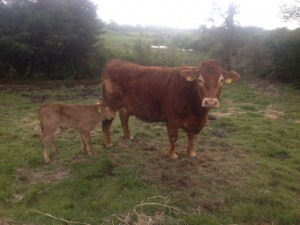 Read more about the article Daughters of Gene Ireland Bulls performing well